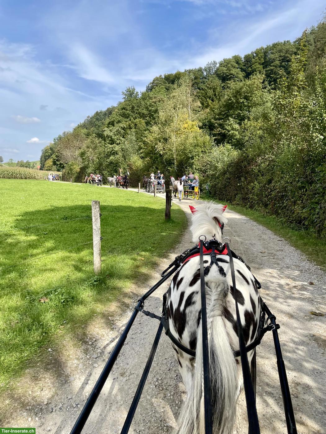 Bild 2: Shetty Wallach Tigerschecke, gefahren & geritten