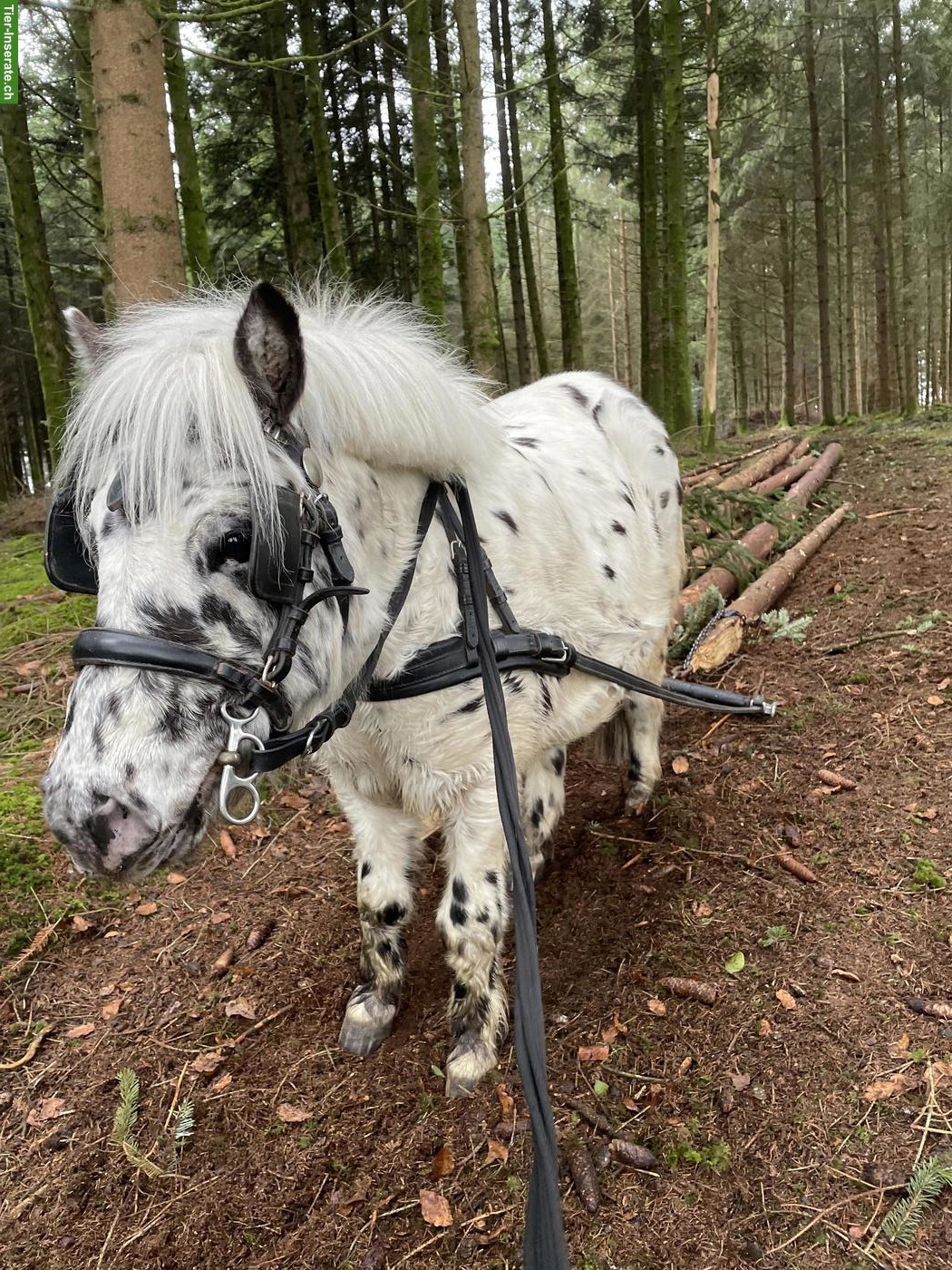 Bild 3: Shetty Wallach Tigerschecke, gefahren & geritten