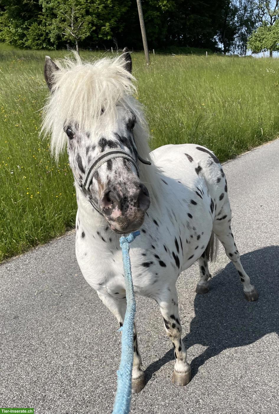 Bild 4: Shetty Wallach Tigerschecke, gefahren & geritten