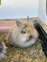 2 junge Löwenkopfkaninchen Rammler zu verkaufen