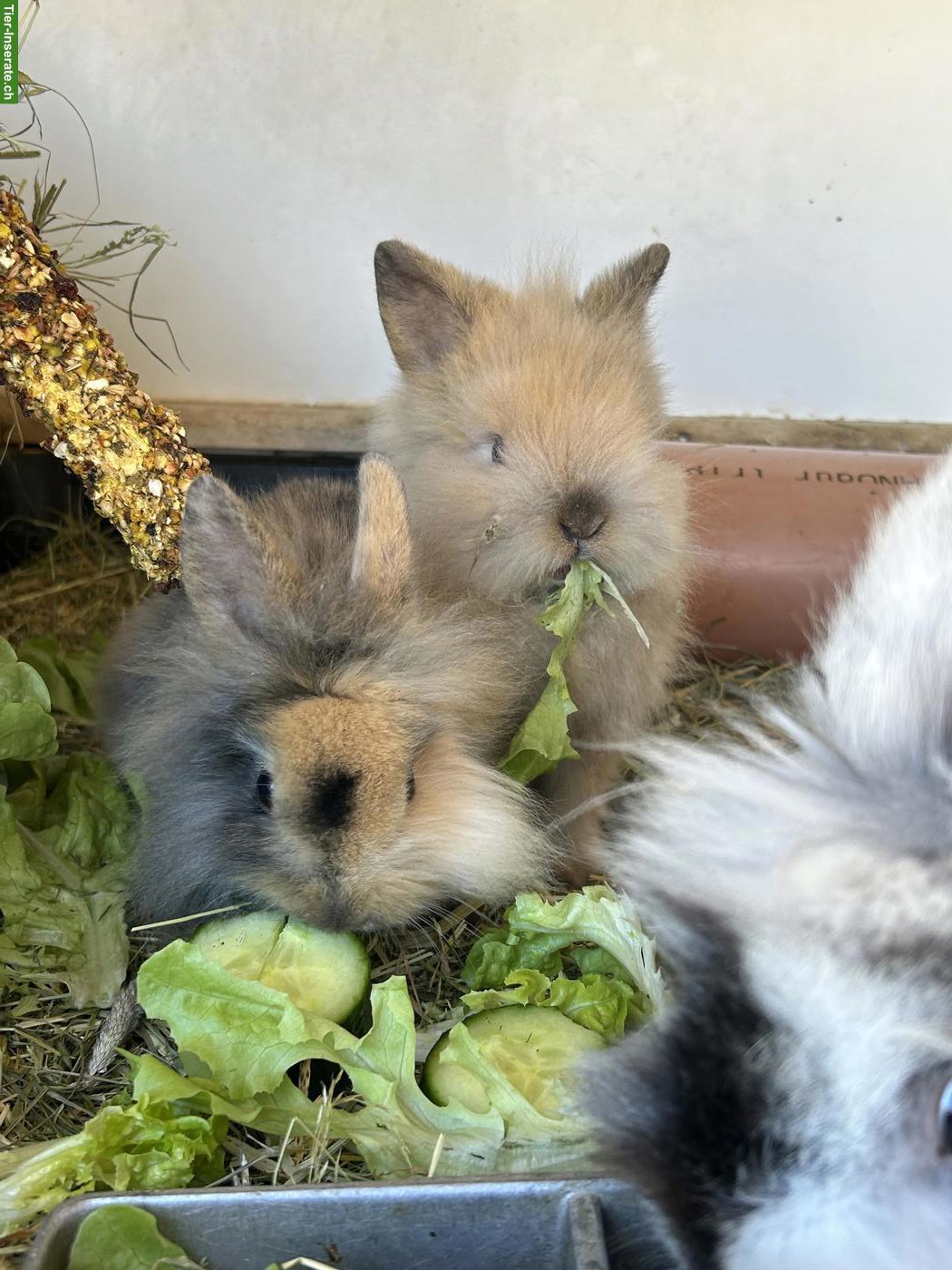 Bild 2: 2 junge Löwenkopfkaninchen Rammler zu verkaufen