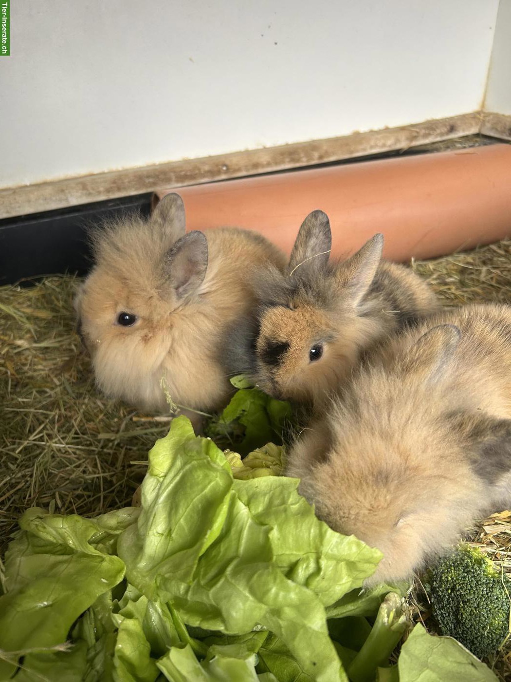 Bild 3: 2 junge Löwenkopfkaninchen Rammler zu verkaufen