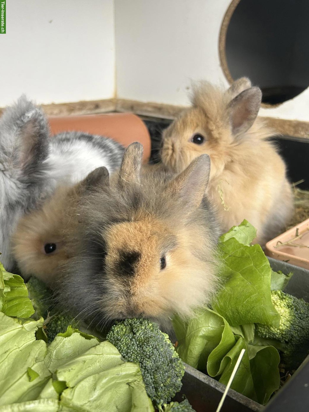 Bild 4: 2 junge Löwenkopfkaninchen Rammler zu verkaufen
