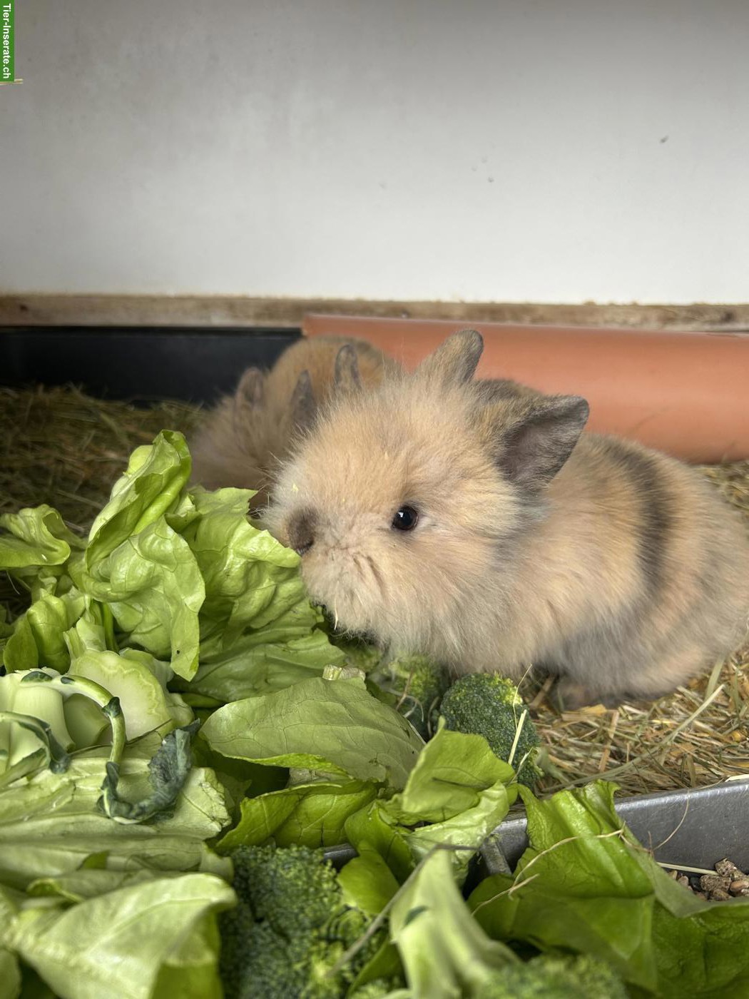 Bild 5: 2 junge Löwenkopfkaninchen Rammler zu verkaufen