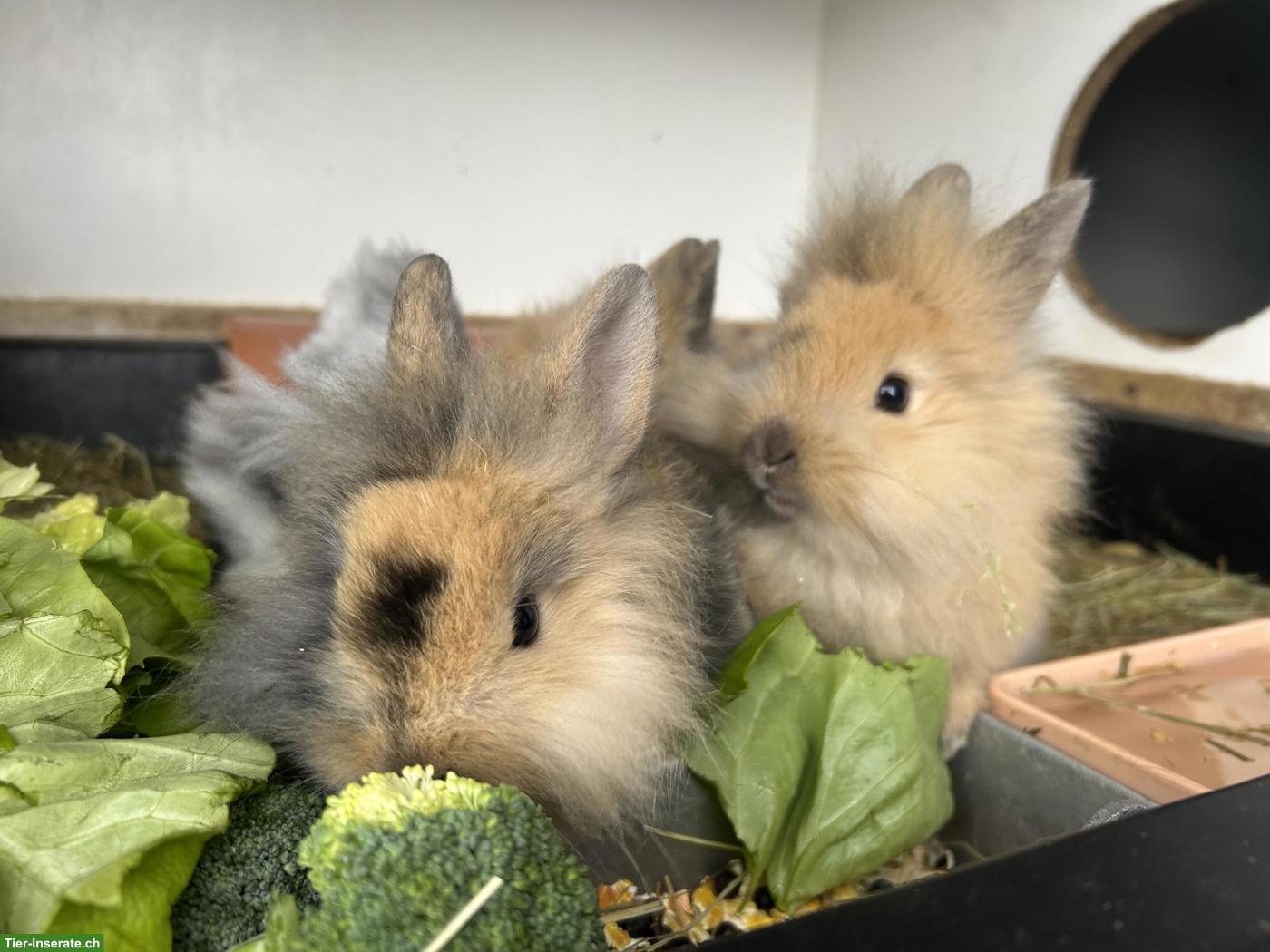 Bild 6: 2 junge Löwenkopfkaninchen Rammler zu verkaufen