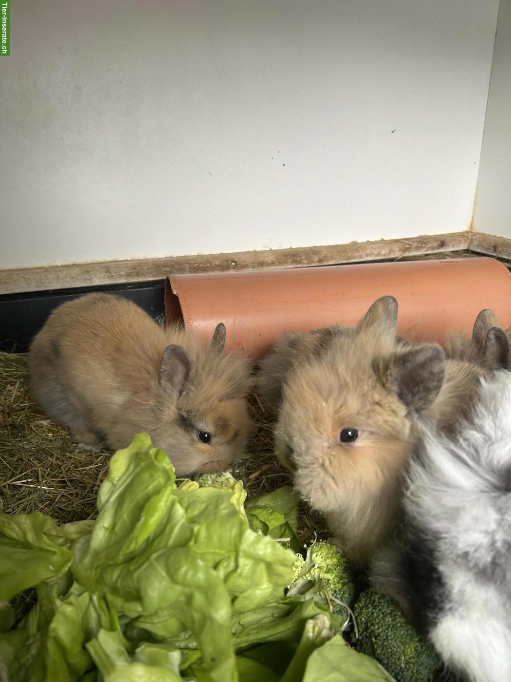 Bild 7: 2 junge Löwenkopfkaninchen Rammler zu verkaufen