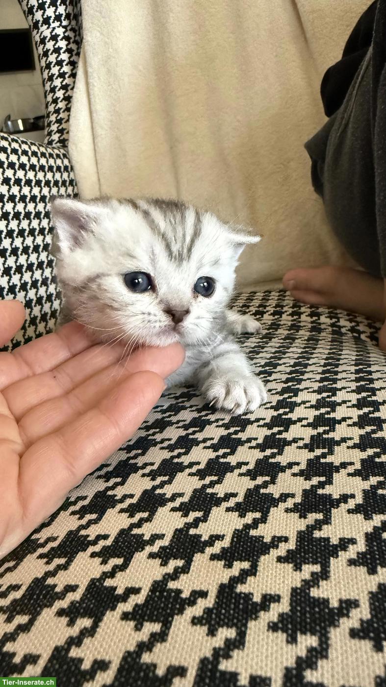 BKH Kitten männlich zu verkaufen