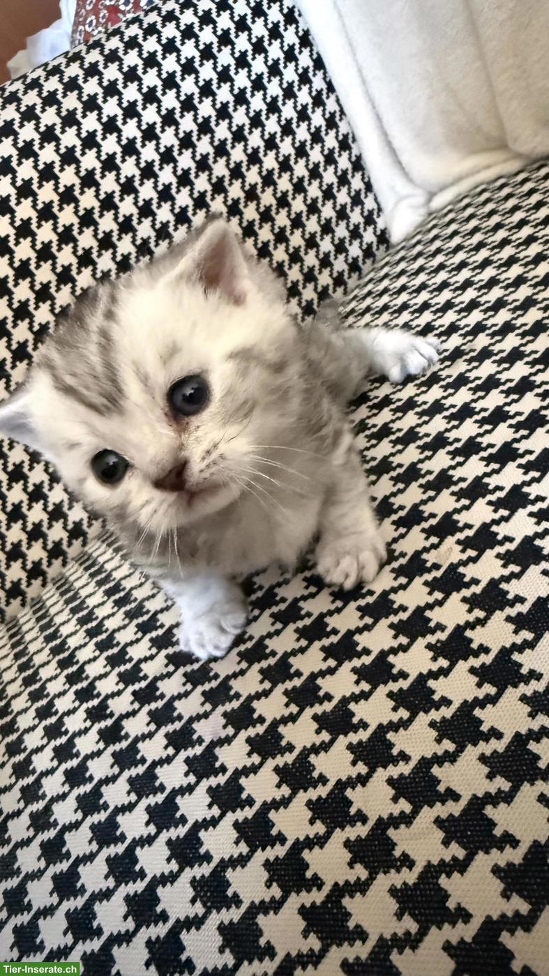 Bild 2: BKH Kitten männlich zu verkaufen