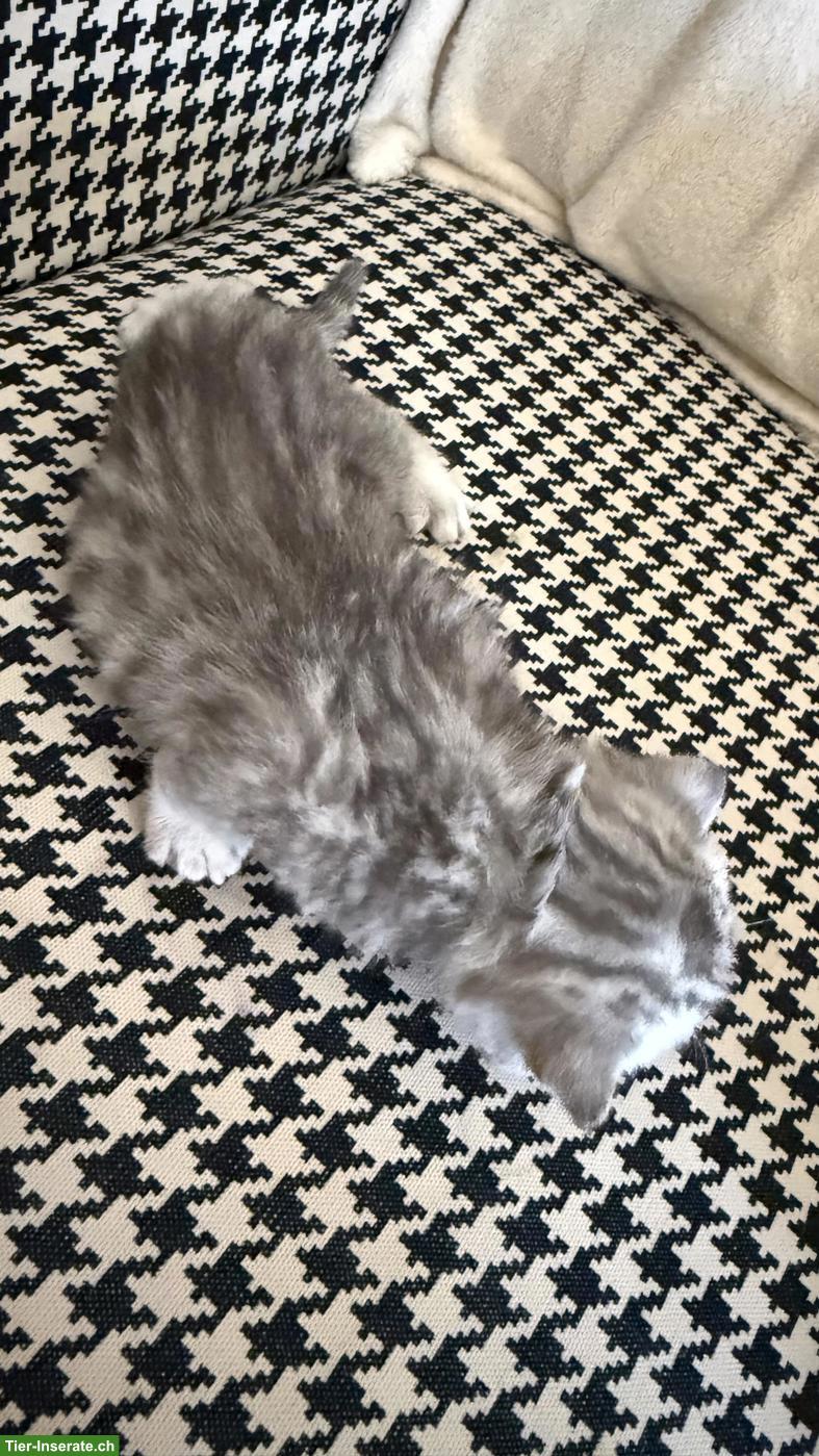 Bild 3: BKH Kitten männlich zu verkaufen