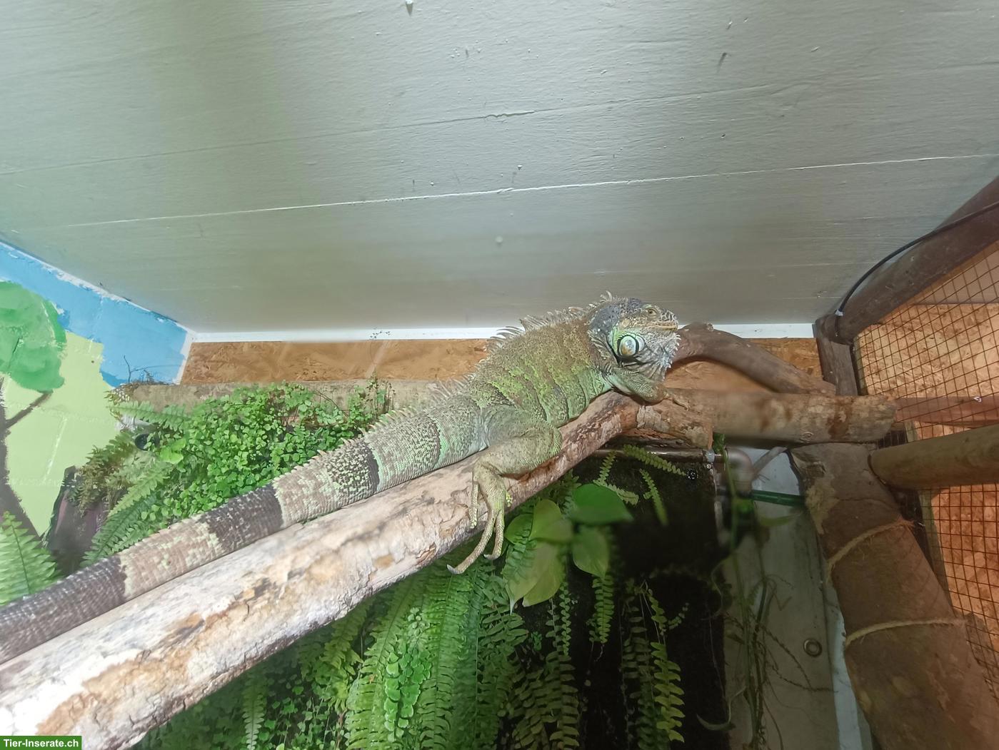 Grüner Leguan Männchen (Iguana iguana)