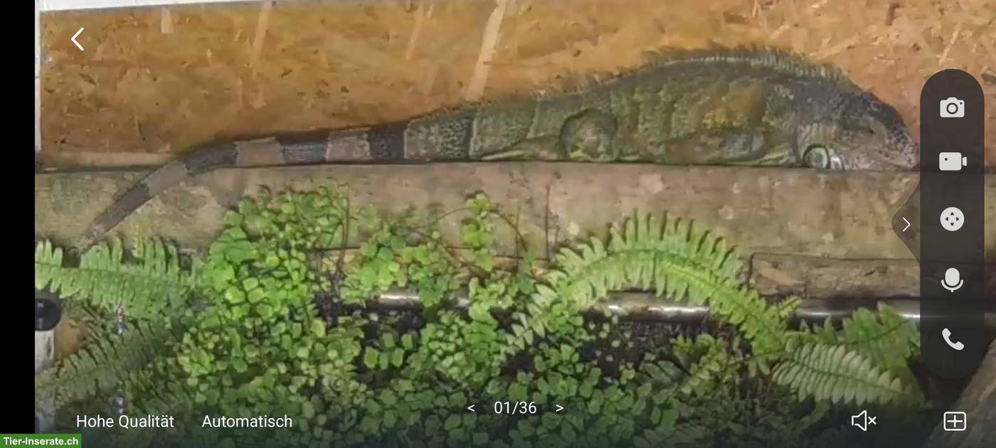 Bild 2: Grüner Leguan Männchen (Iguana iguana)