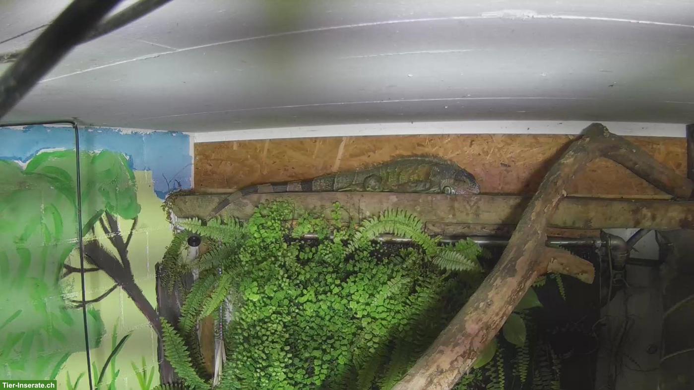 Bild 3: Grüner Leguan Männchen (Iguana iguana)