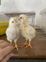 GRATIS: Küken männlich zu verschenken