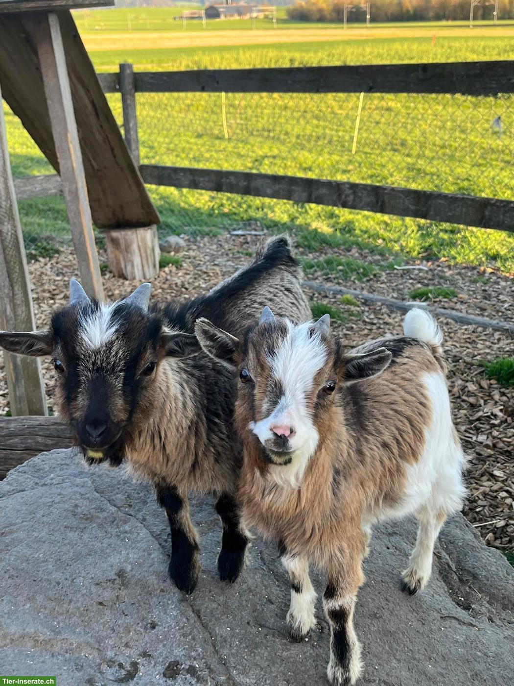 Junge Zwergziegenböcke zu verkaufen