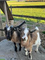 Junge Zwergziegenböcke zu verkaufen