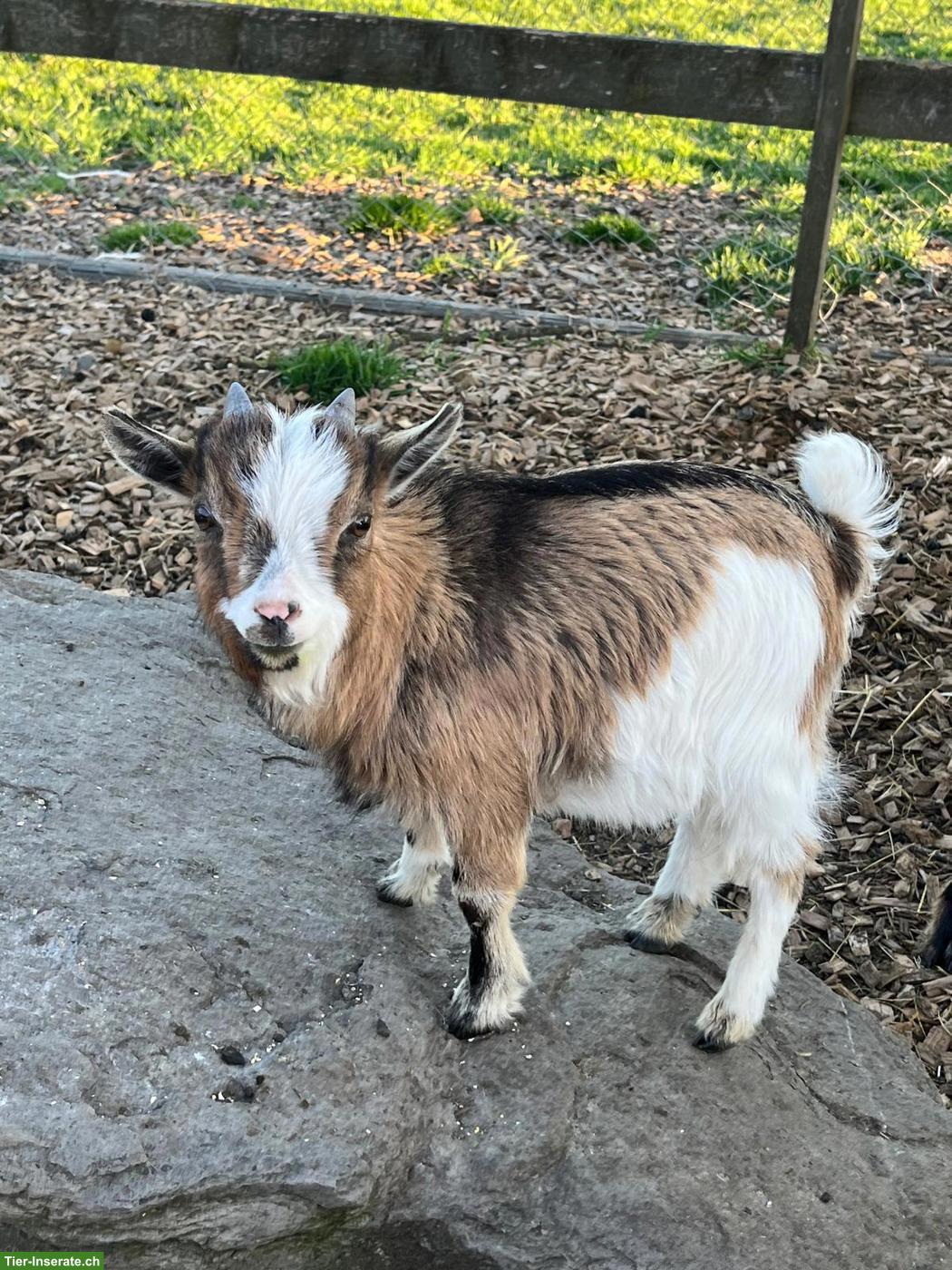 Bild 2: Junge Zwergziegenböcke zu verkaufen