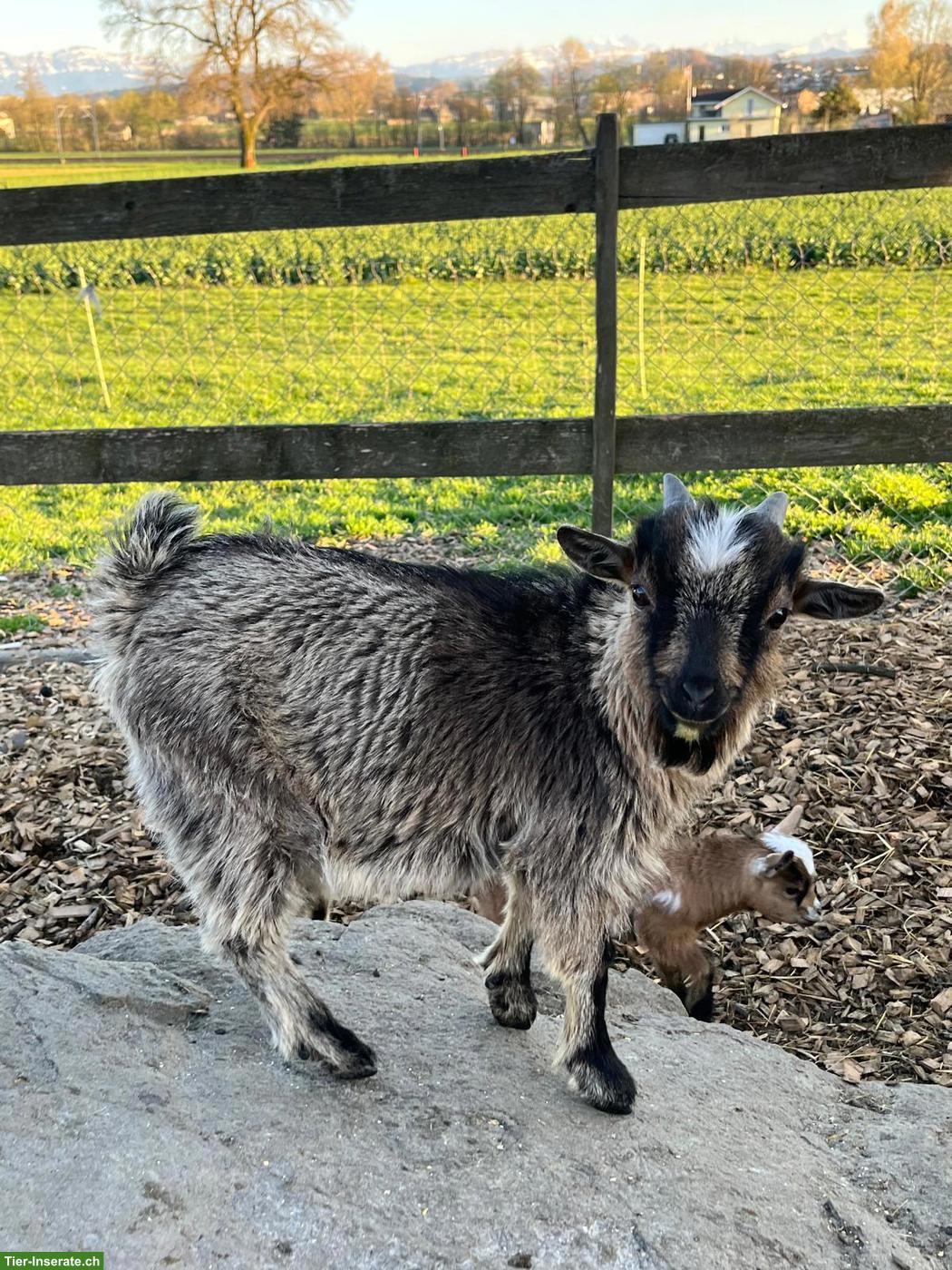Bild 3: Junge Zwergziegenböcke zu verkaufen