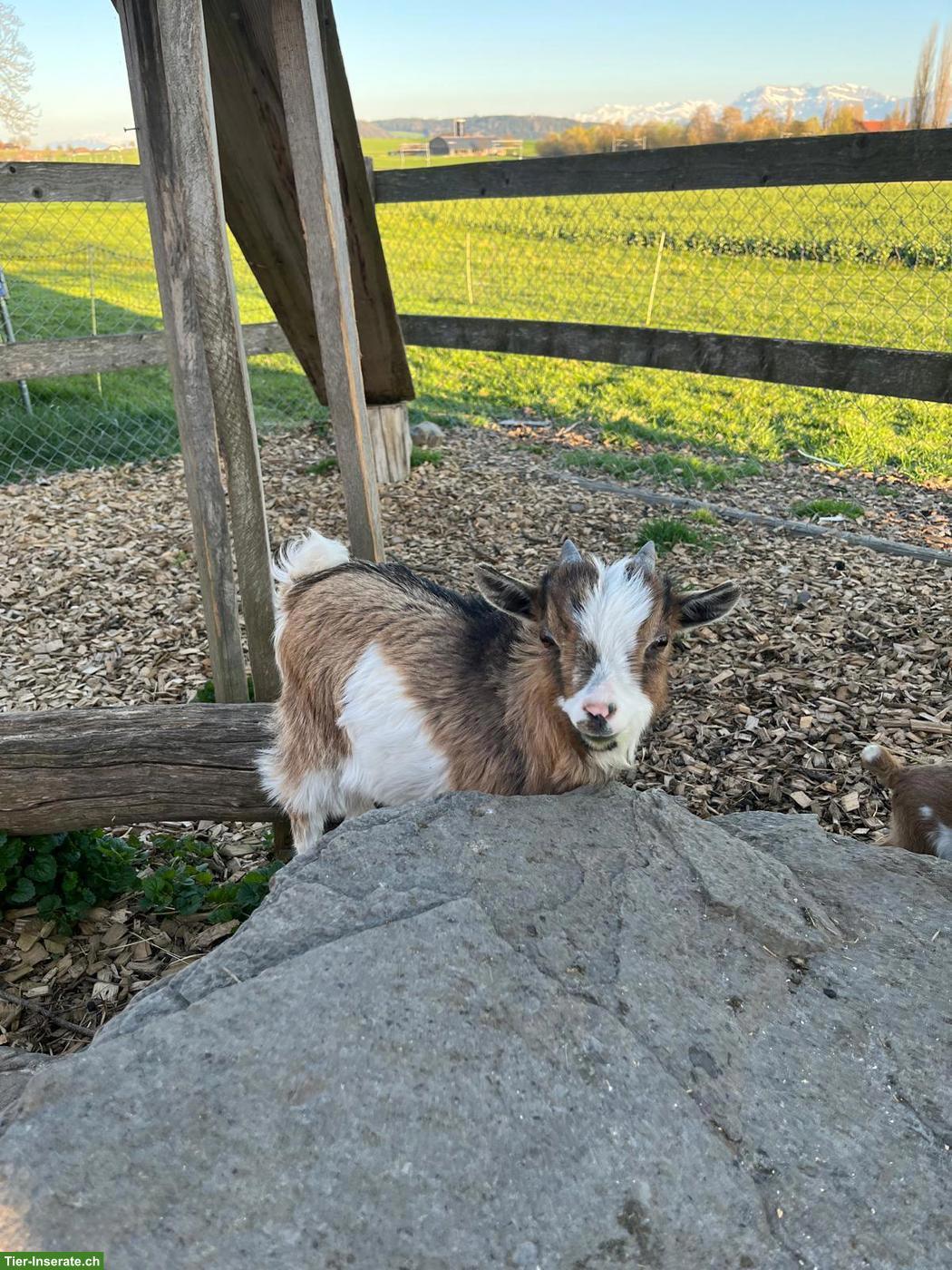 Bild 4: Junge Zwergziegenböcke zu verkaufen