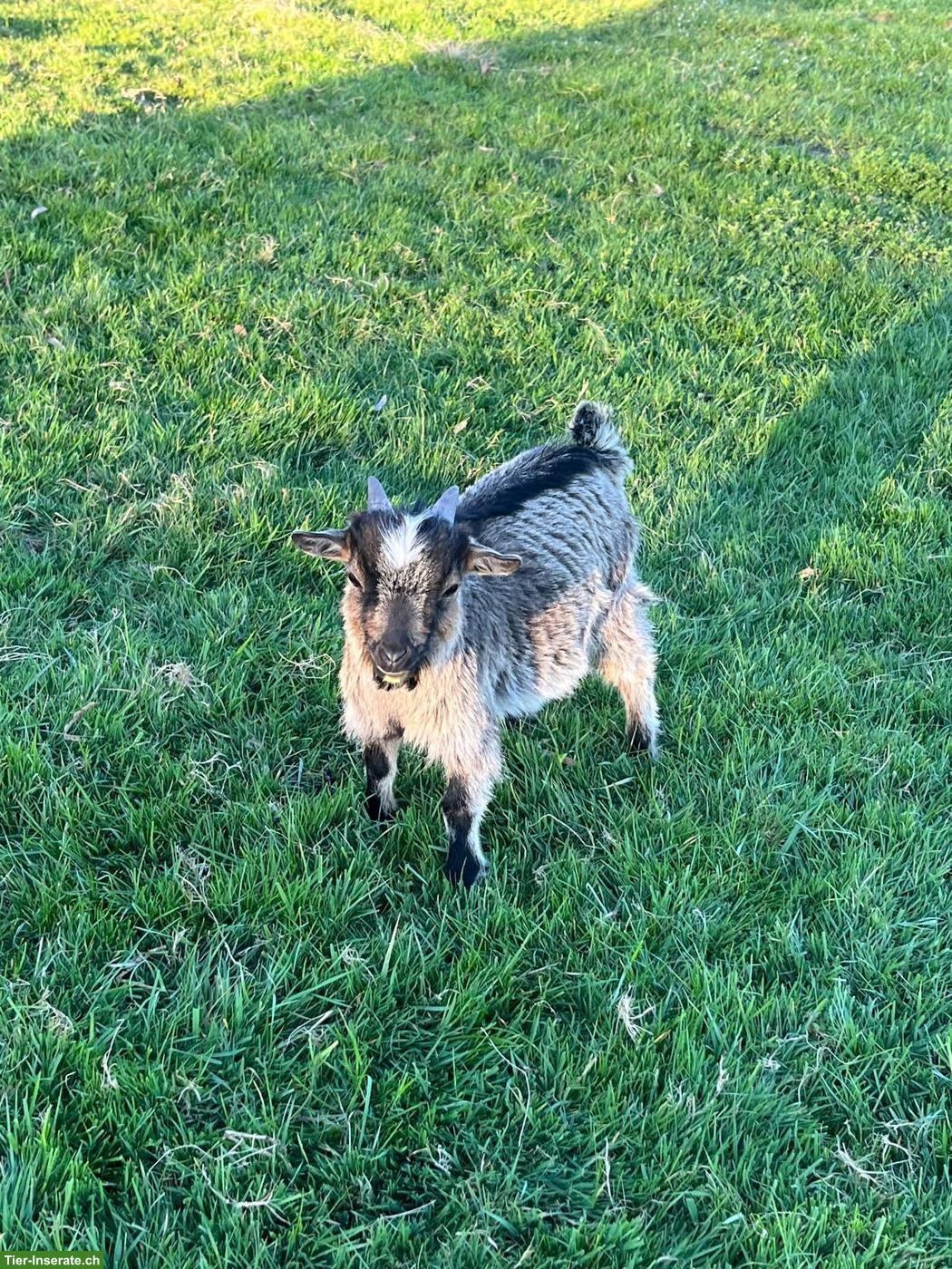 Bild 5: Junge Zwergziegenböcke zu verkaufen