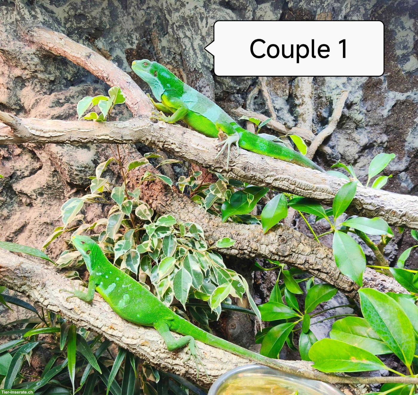 Fidschi-Leguane Zucht-Paare, Brachylophus Fasciatus