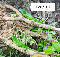 Fidschi-Leguane Zucht-Paare, Brachylophus Fasciatus