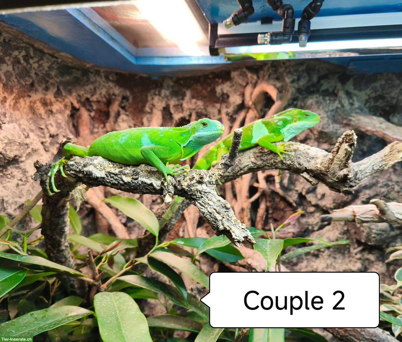 Bild 2: Fidschi-Leguane Zucht-Paare, Brachylophus Fasciatus