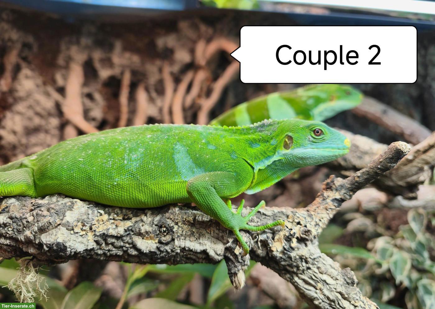 Bild 3: Fidschi-Leguane Zucht-Paare, Brachylophus Fasciatus