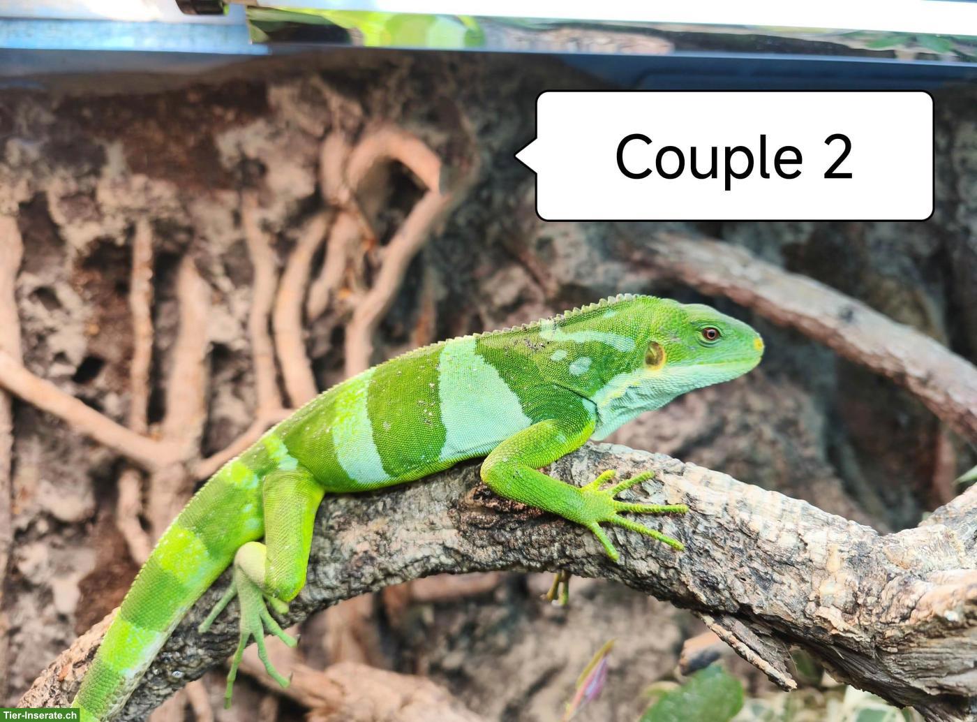 Bild 4: Fidschi-Leguane Zucht-Paare, Brachylophus Fasciatus