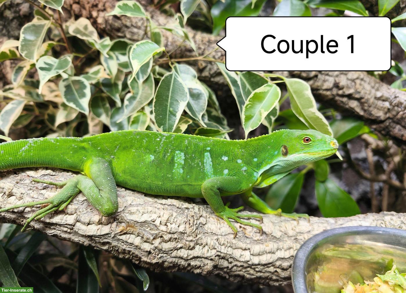 Bild 5: Fidschi-Leguane Zucht-Paare, Brachylophus Fasciatus