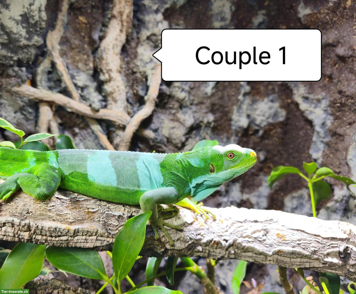 Bild 6: Fidschi-Leguane Zucht-Paare, Brachylophus Fasciatus