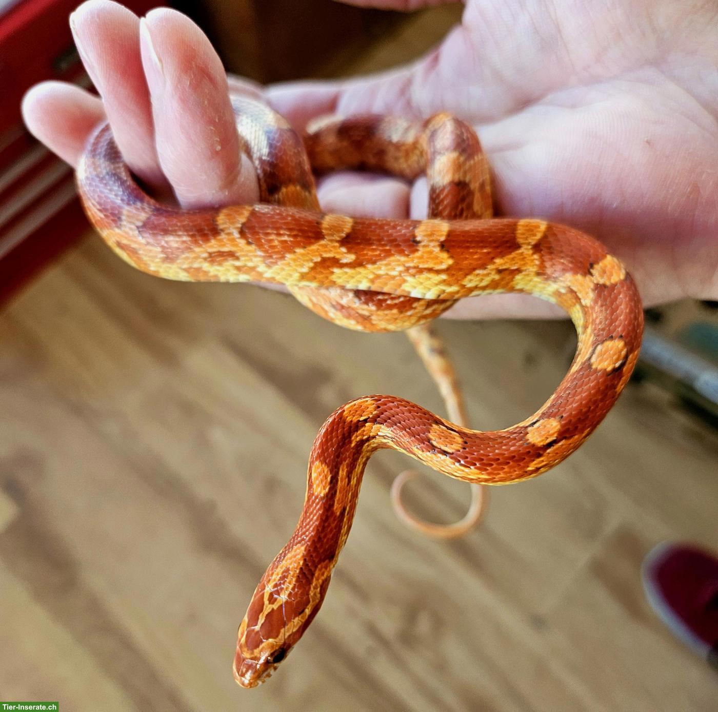 Hypo Kornnatter weiblich aus eigener Nachzucht