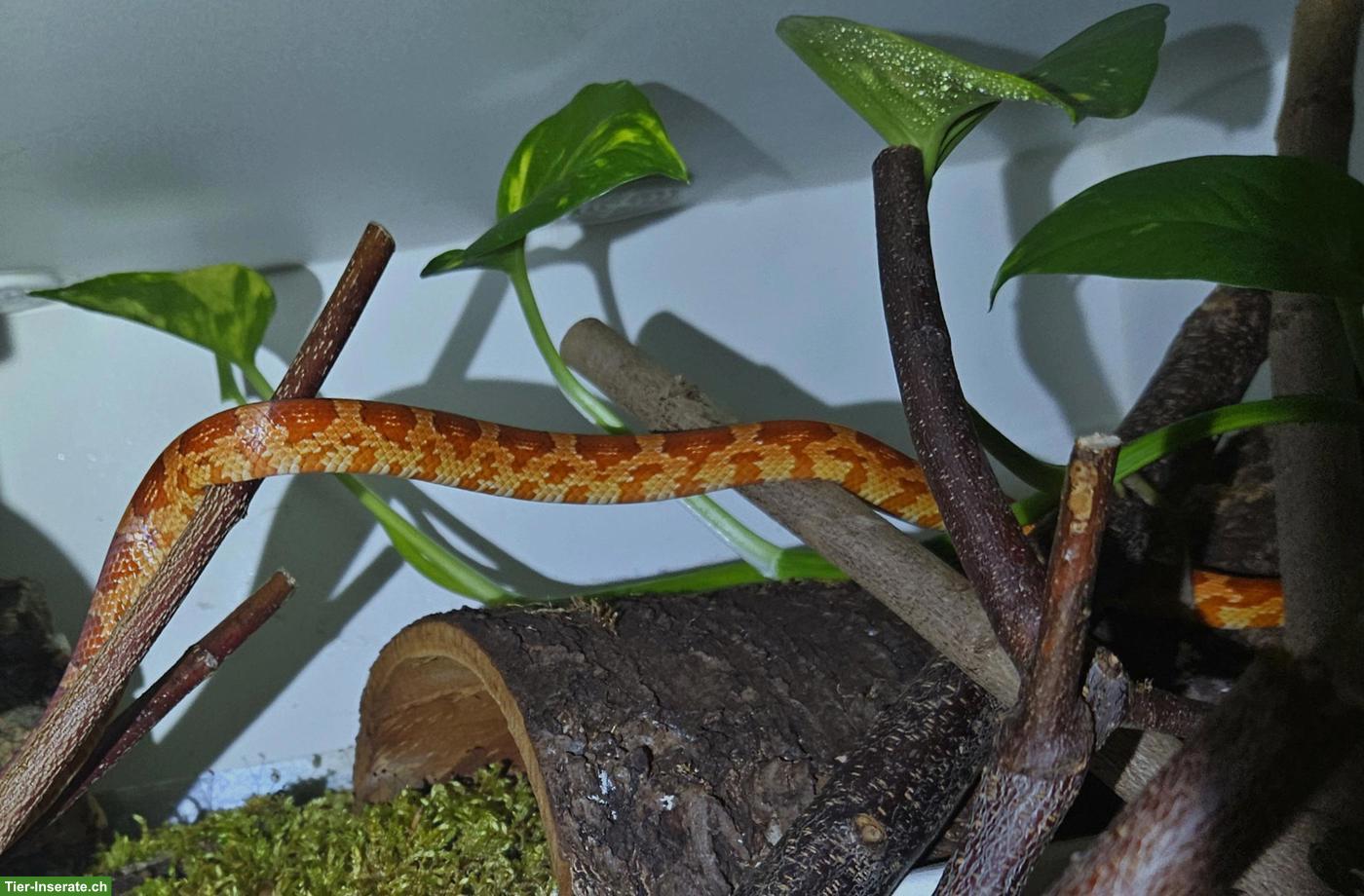 Bild 2: Hypo Kornnatter weiblich aus eigener Nachzucht