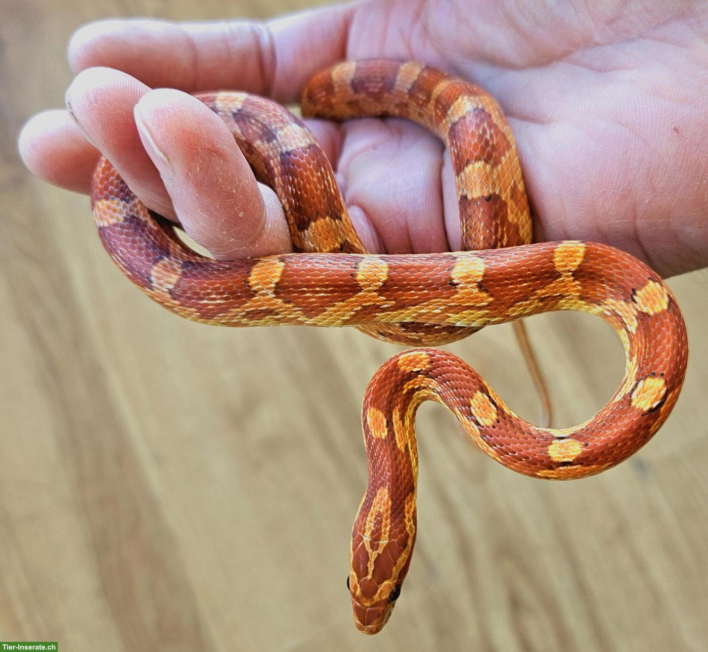 Bild 3: Hypo Kornnatter weiblich aus eigener Nachzucht