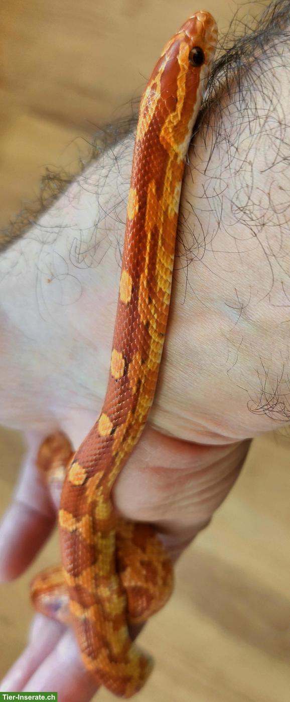 Bild 4: Hypo Kornnatter weiblich aus eigener Nachzucht