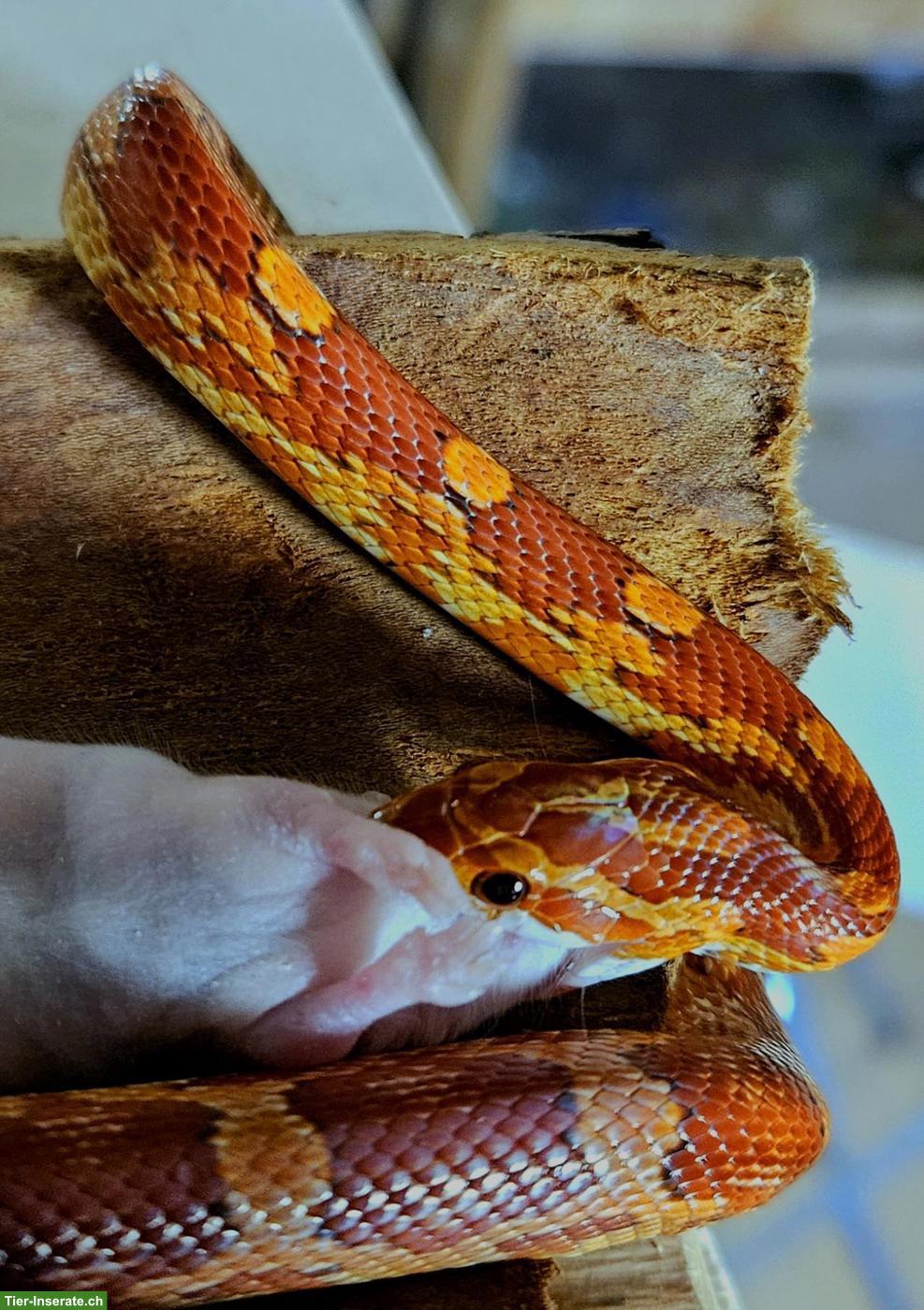 Bild 5: Hypo Kornnatter weiblich aus eigener Nachzucht