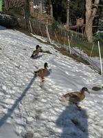 Junge Hausenten Erpel zu verkaufen