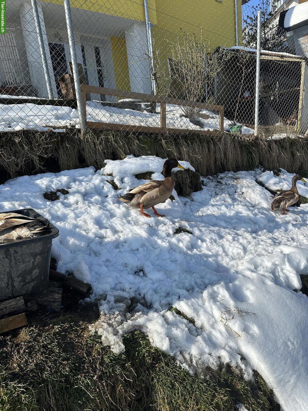 Bild 2: Junge Hausenten Erpel zu verkaufen