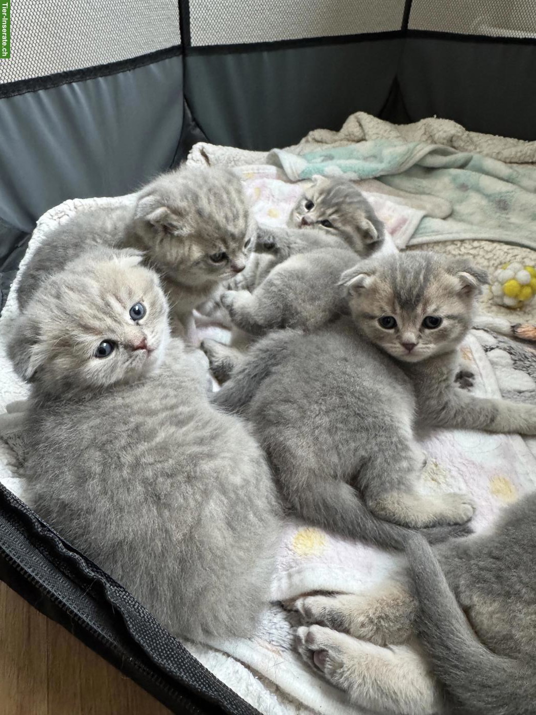 Süsse Scottish Fold x Britisch Kurzhaar Mix Babykatzen zu verkaufen