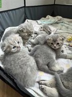 Süsse Scottish Fold x Britisch Kurzhaar Mix Babykatzen zu verkaufen