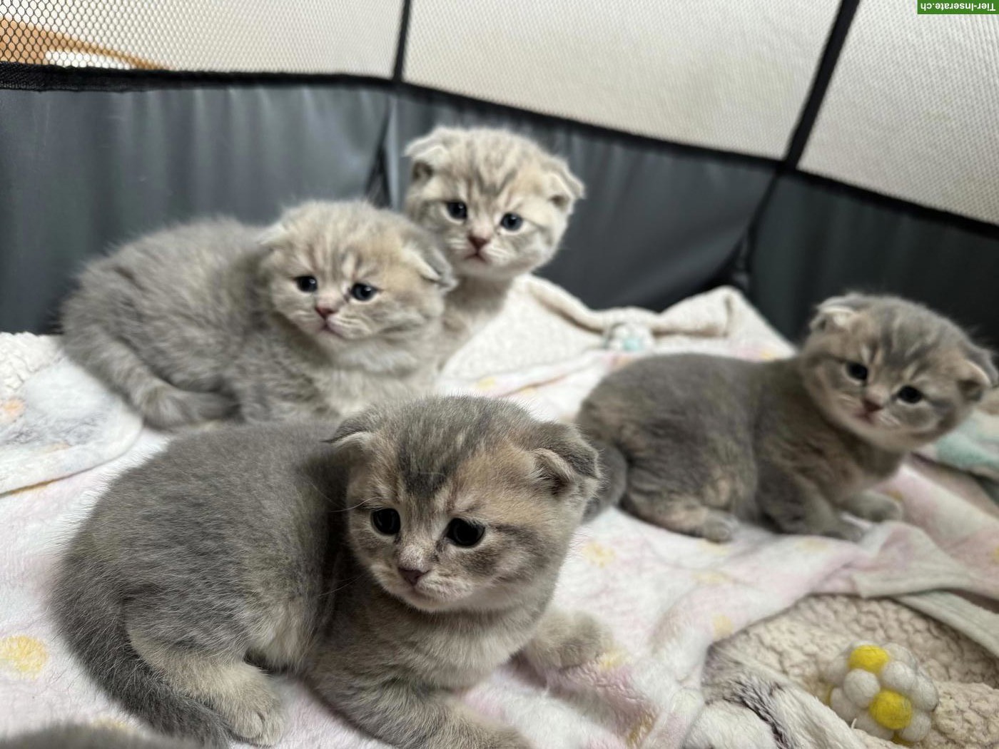 Bild 2: Süsse Scottish Fold x Britisch Kurzhaar Mix Babykatzen zu verkaufen