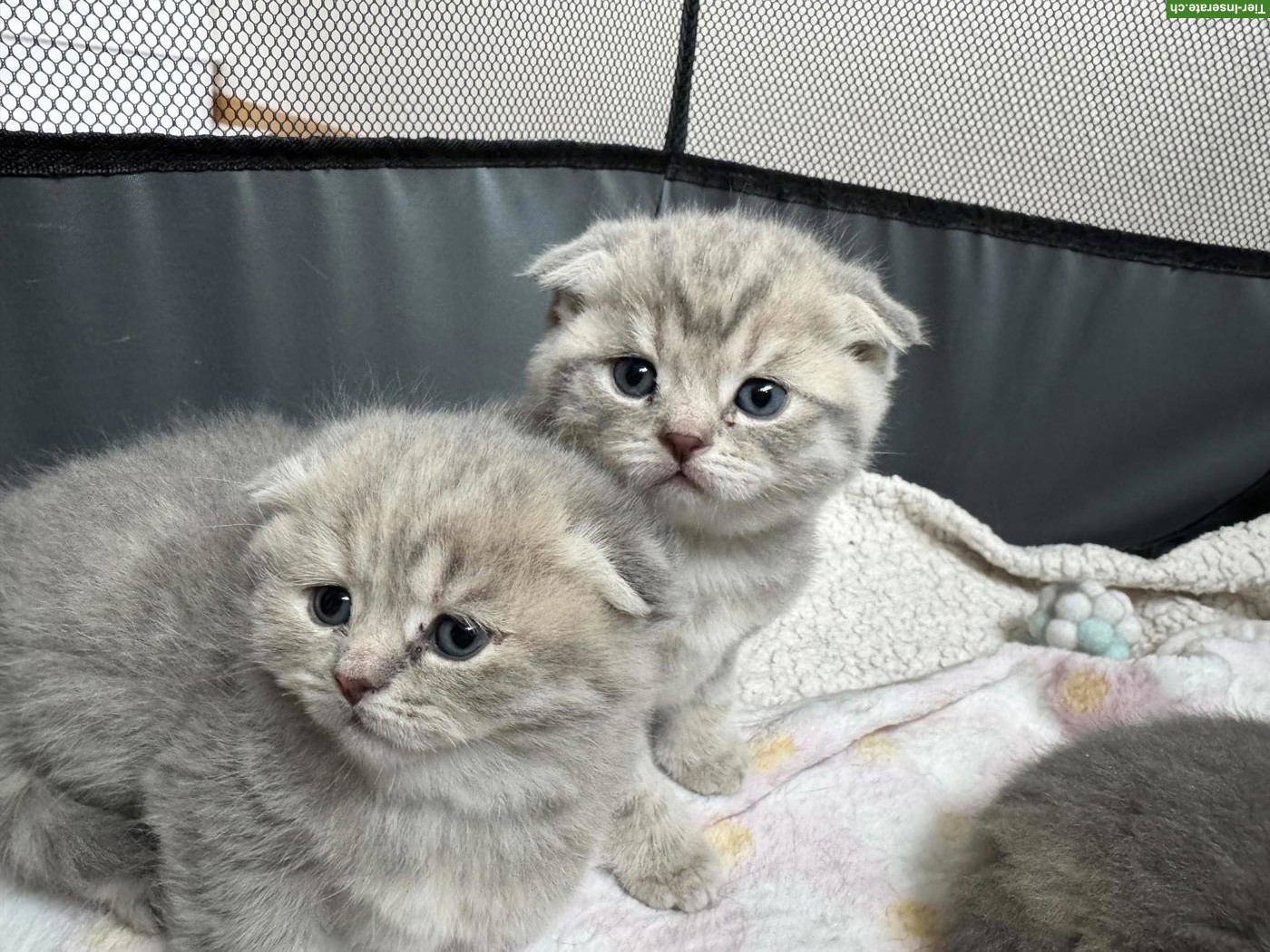 Bild 3: Süsse Scottish Fold x Britisch Kurzhaar Mix Babykatzen zu verkaufen