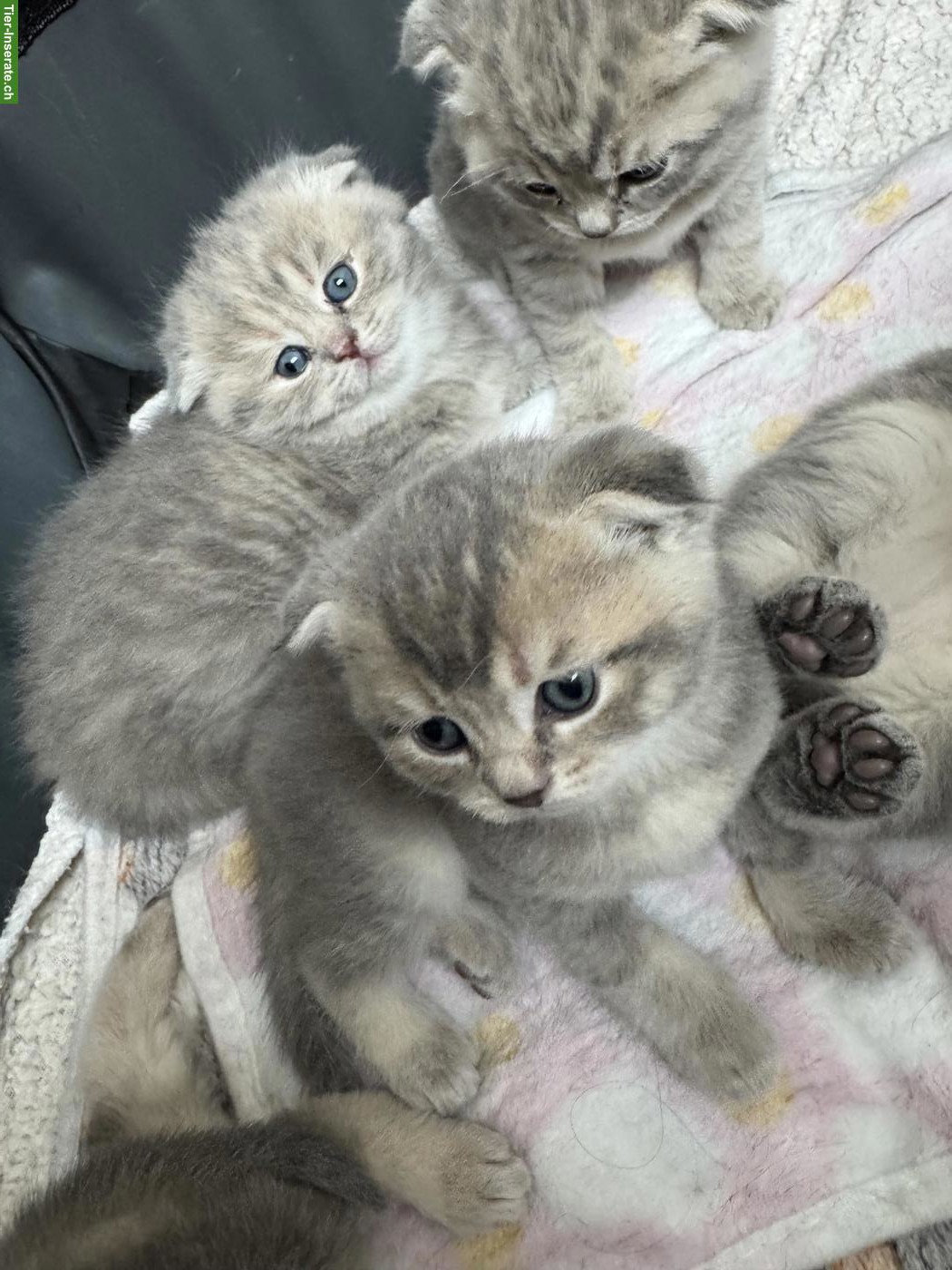 Bild 4: Süsse Scottish Fold x Britisch Kurzhaar Mix Babykatzen zu verkaufen