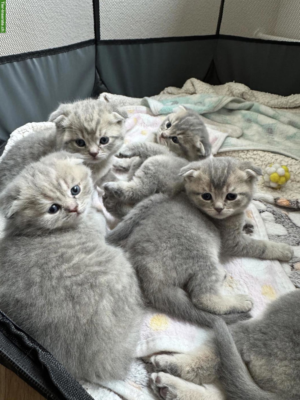 Bild 5: Süsse Scottish Fold x Britisch Kurzhaar Mix Babykatzen zu verkaufen