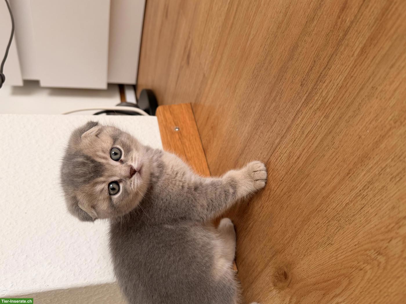 Bild 6: Süsse Scottish Fold x Britisch Kurzhaar Mix Babykatzen zu verkaufen