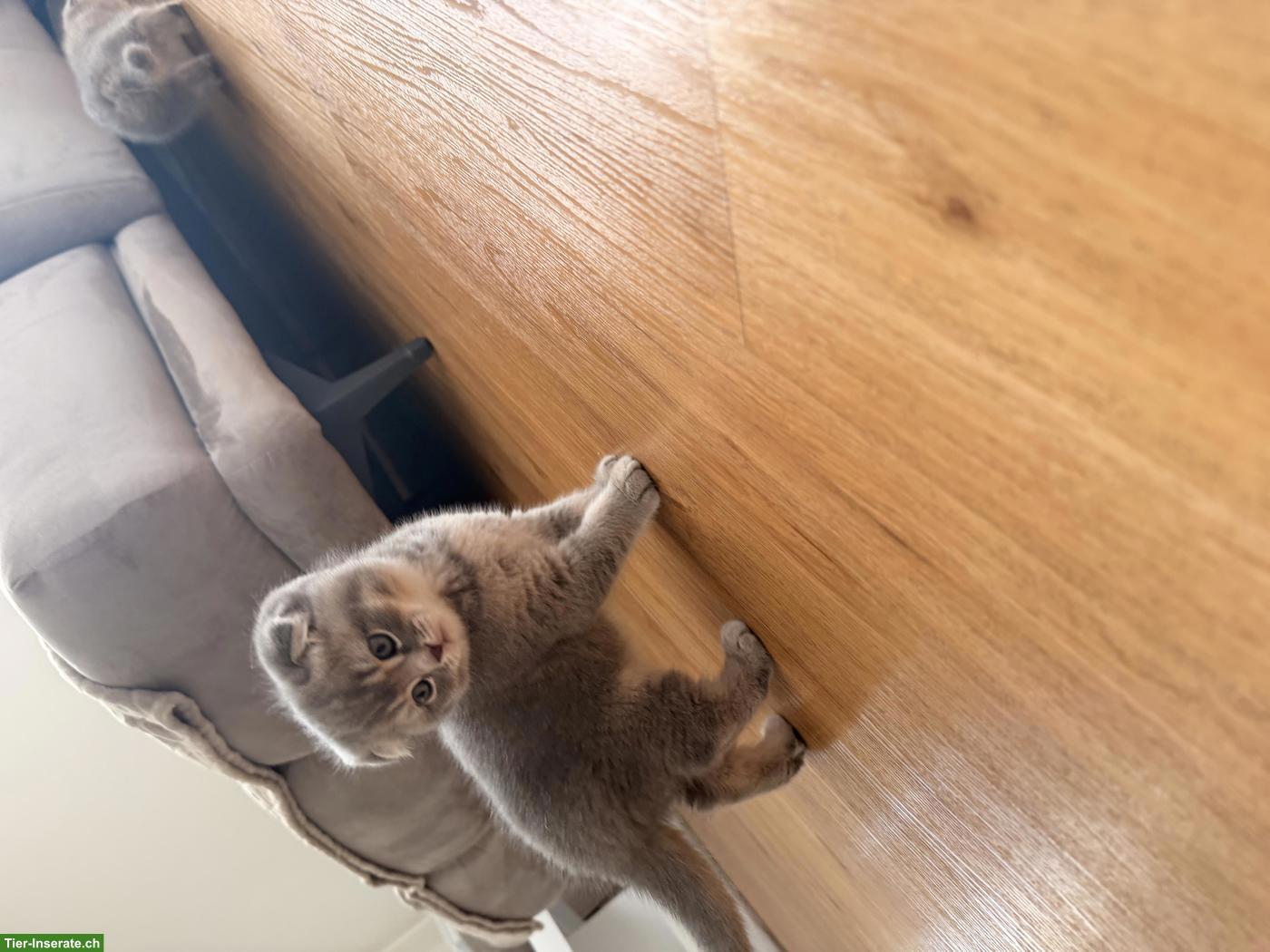 Bild 7: Süsse Scottish Fold x Britisch Kurzhaar Mix Babykatzen zu verkaufen