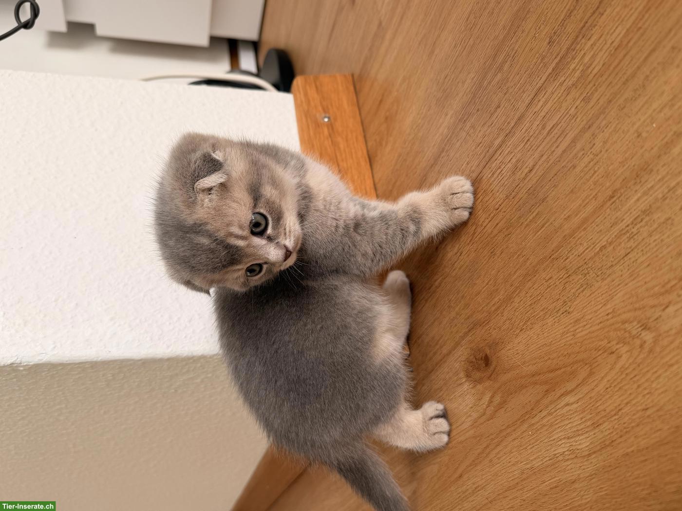 Bild 8: Süsse Scottish Fold x Britisch Kurzhaar Mix Babykatzen zu verkaufen