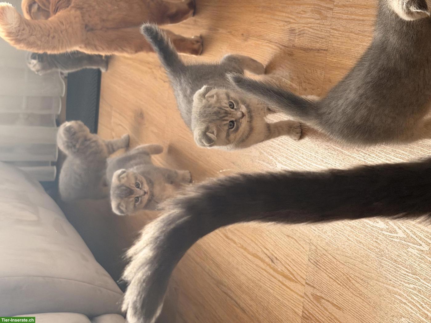 Bild 9: Süsse Scottish Fold x Britisch Kurzhaar Mix Babykatzen zu verkaufen