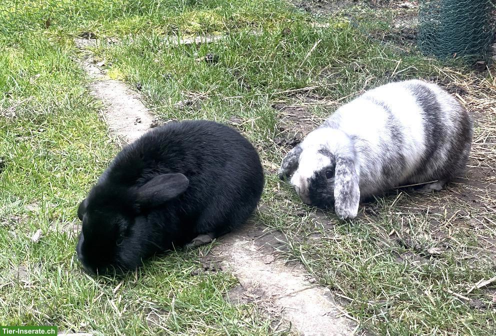 2 Zwergkaninchen Mini Lop zusammen abzugeben