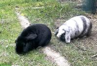 2 Zwergkaninchen Mini Lop zusammen abzugeben