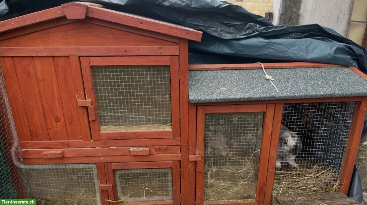 Bild 2: 2 Zwergkaninchen Mini Lop zusammen abzugeben